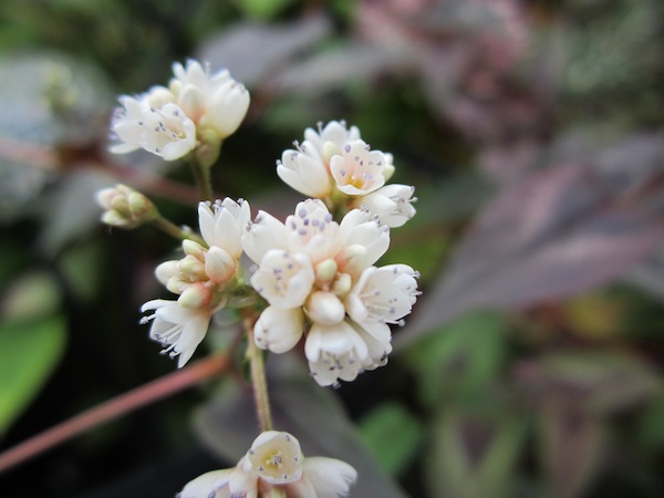 Red Dragon Knotweed flower close-up